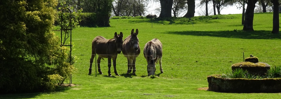 donkeys at B&B herefordshire